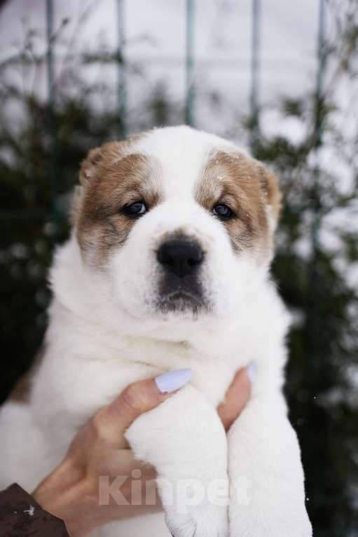 Собаки в Казани: Щенки САО Девочка, 50 000 руб. - фото 1