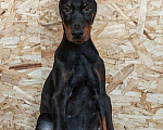 Собаки в Санкт-Петербурге: Щенок добермана Девочка, 90 000 руб. - фото 2
