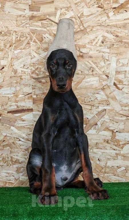 Собаки в Санкт-Петербурге: Щенок добермана Девочка, 90 000 руб. - фото 2