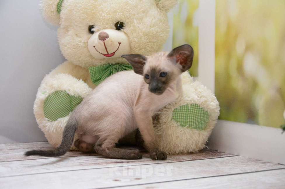 Кошки в Санкт-Петербурге: Ориентальная кошка 2.5 мес  Девочка, 70 000 руб. - фото 5