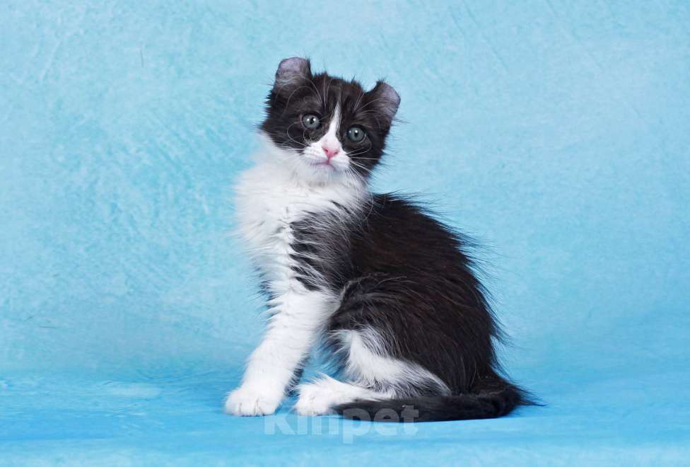 Кошки в Москве: Американский кёрл Девочка, Бесплатно - фото 3