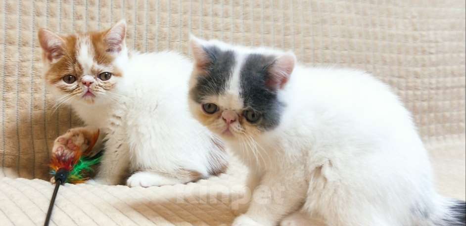 Кошки в Липецке: Элитные плюшевые котики Мальчик, 25 000 руб. - фото 2