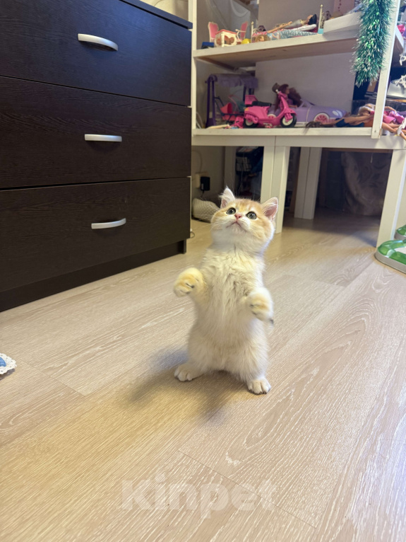 Кошки в Москве: Золотой британский котенок  Мальчик, 49 000 руб. - фото 1