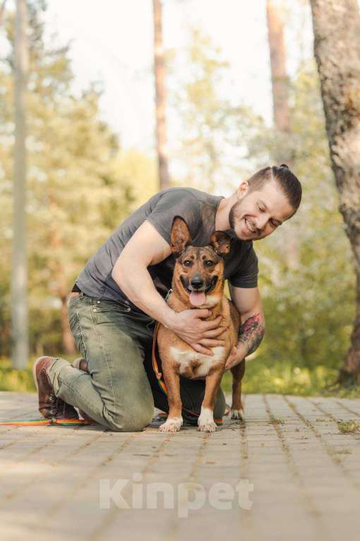 Собаки в других городах Московской области: Лиса ищет тебя Девочка, Бесплатно - фото 9
