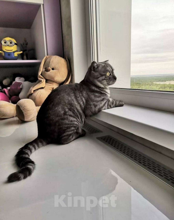 Кошки в Сургуте: Шотландский прямоухий котенок с принадлежностями Мальчик, 25 000 руб. - фото 6