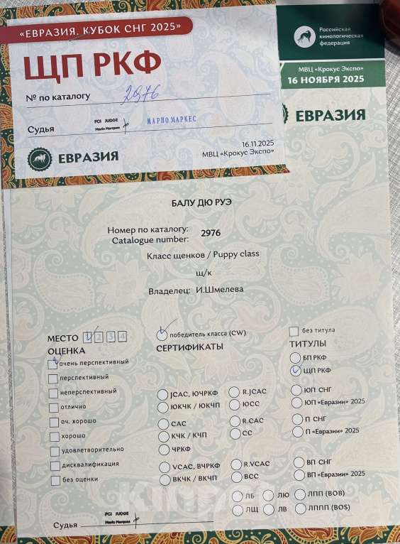 Собаки в Москве: Щенок победитель РКФ Мальчик, 130 000 руб. - фото 6