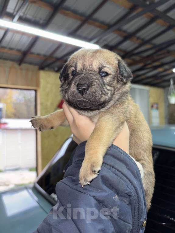 Собаки в Белгороде: Щенки в добрые руки Девочка, Бесплатно - фото 4