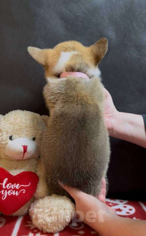 Собаки в других городах Московской области: Вельш корги пемброк девочка без хвостика Девочка, 38 000 руб. - фото 3