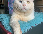 Кошки в Москве: Украшение любого дивана, роскошный ласковый котик Орбит в добрые руки Мальчик, 10 руб. - фото 2
