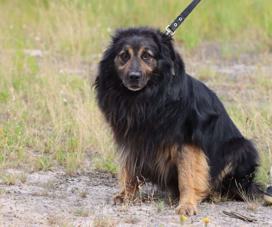 Собаки в Москве: Красивый пушистый мини тибетский мастифф Мальчик, Бесплатно - фото 5