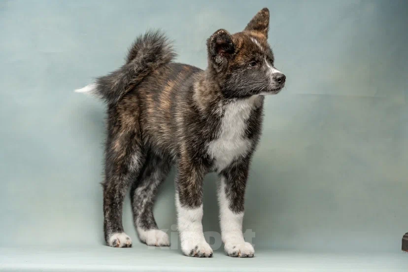 Собаки в Санкт-Петербурге: Таисия Девочка, 70 000 руб. - фото 4