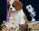 Собаки в Электростали: Шикарная девочка кавалер кинг чарльз спаниель Девочка, 150 000 руб. - фото 5