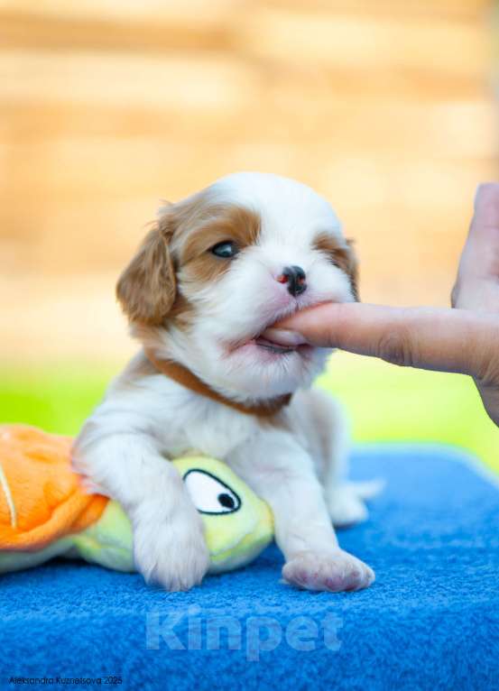 Собаки в Челябинске: Мальчишки яркие, шикарно одетые Мальчик, Бесплатно - фото 2