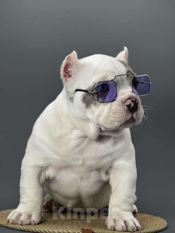 Собаки в Новосибирске: Микро девочка американский булли Девочка, 130 000 руб. - фото 3