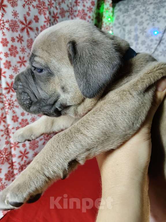 Собаки в других городах Краснодарского края: Кане-Корсо, щенок Девочка, 25 000 руб. - фото 9