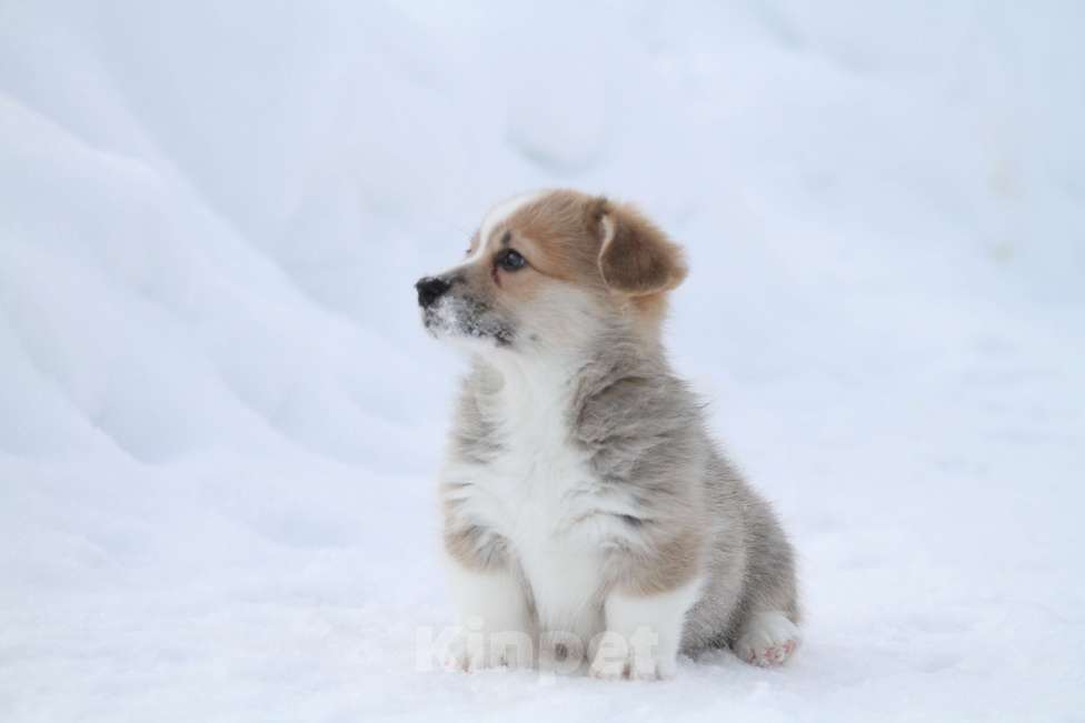Собаки в Москве: Вельш корги пемброк Девочка, 50 000 руб. - фото 7