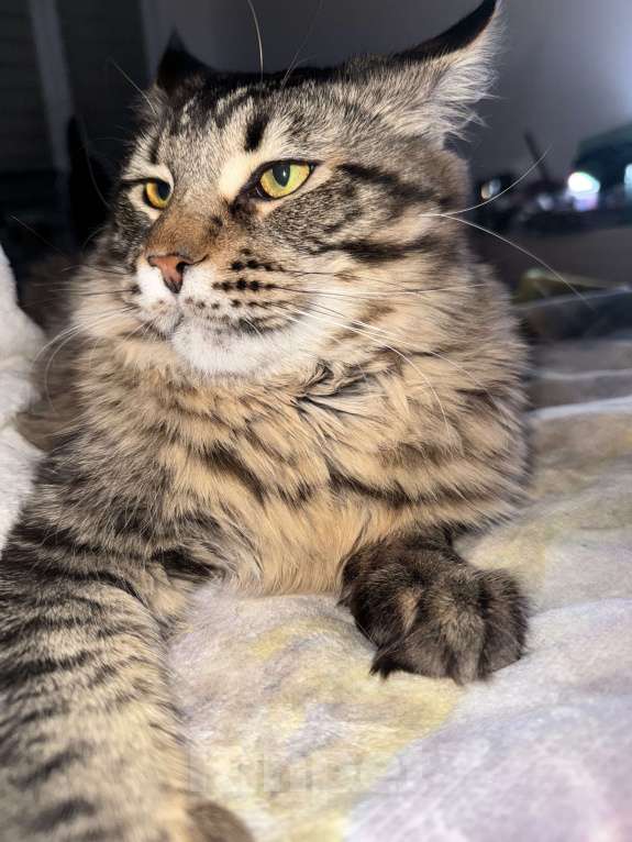 Кошки в Санкт-Петербурге: Котёнок мейн-кун Мальчик, 30 000 руб. - фото 3