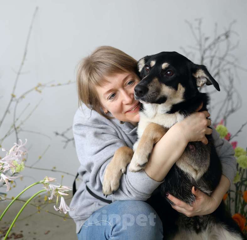 Собаки в Москве: Подросток Микка ждет свою семью Девочка, Бесплатно - фото 4