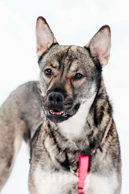 Собаки в Москве: Маленькая Тая из приюта Девочка, Бесплатно - фото 8