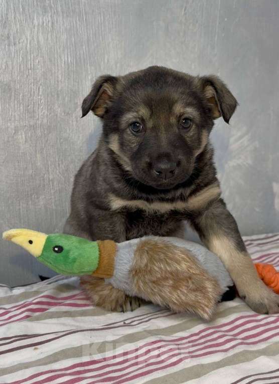 Собаки в Москве: Аврора Девочка, Бесплатно - фото 3