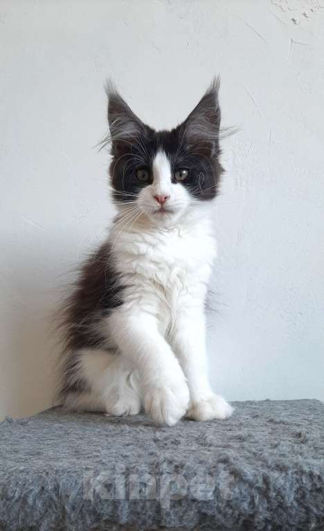 Кошки в Краснодаре: Котенок, приносящий счастье 💝 Девочка, 47 000 руб. - фото 4