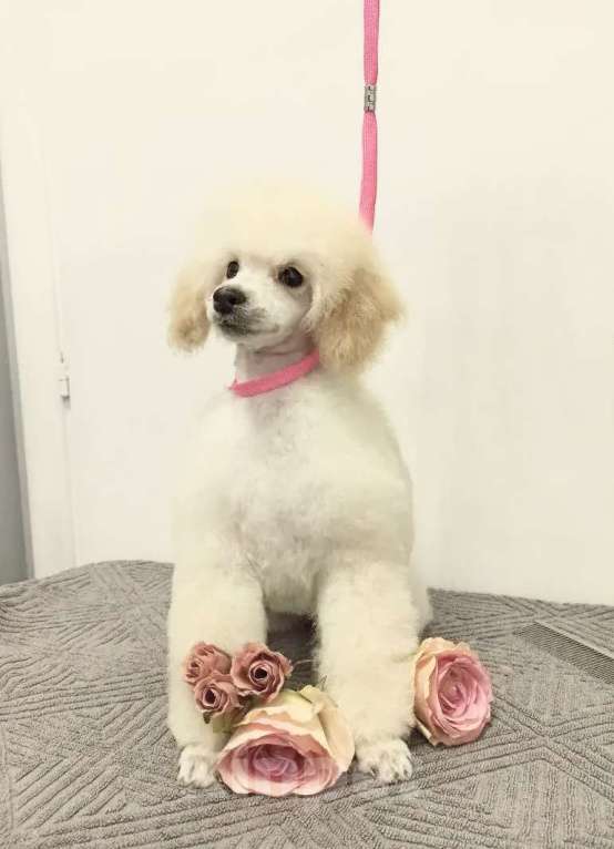 Собаки в Самаре: Щенок пуделя той/миниатюра Девочка, Бесплатно - фото 3