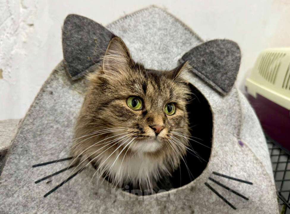 Кошки в Москве: Прелестная кошечка Марфа ищет семью Девочка, Бесплатно - фото 3