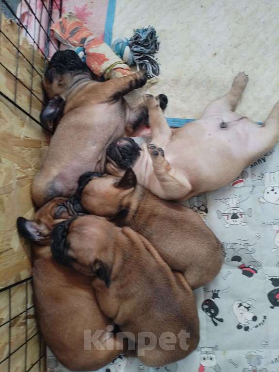 Собаки в других городах Ростовской области: Щенки французского бульдога  Мальчик, 50 000 руб. - фото 3