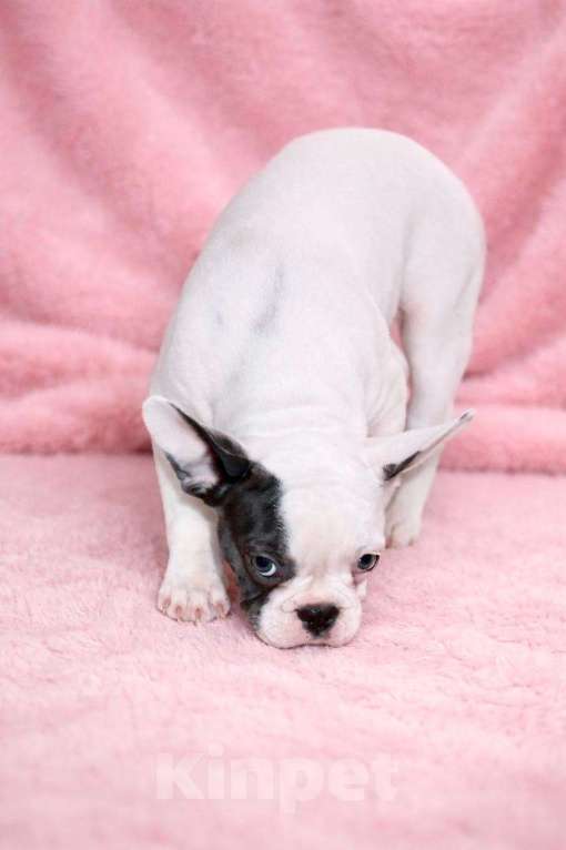 Собаки в Москве: Французская элита Девочка, 100 000 руб. - фото 7