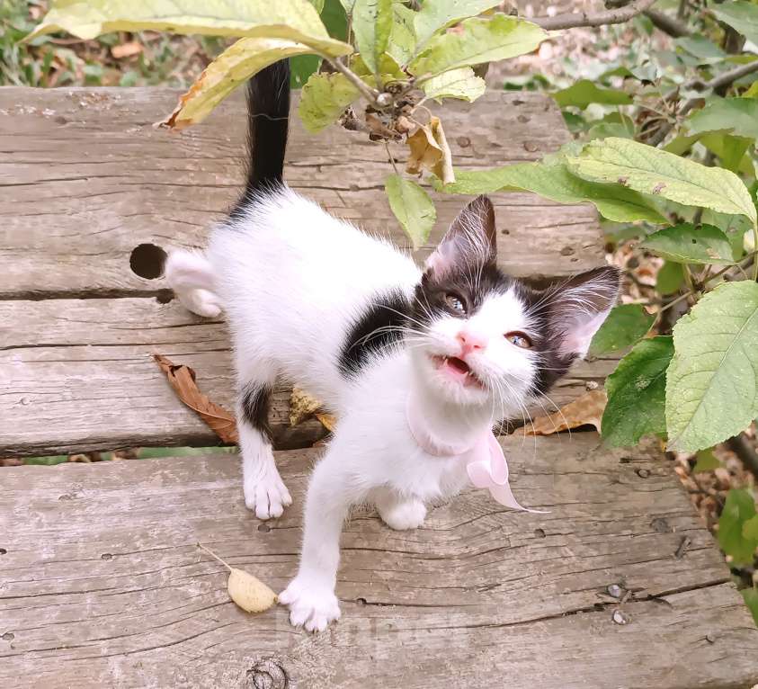 Кошки в Минеральном Воде: Котёнок метис сфинкса Девочка, Бесплатно - фото 3