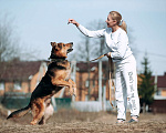 Собаки в Москве: Собака бесплатно Шторм Мальчик, Бесплатно - фото 1