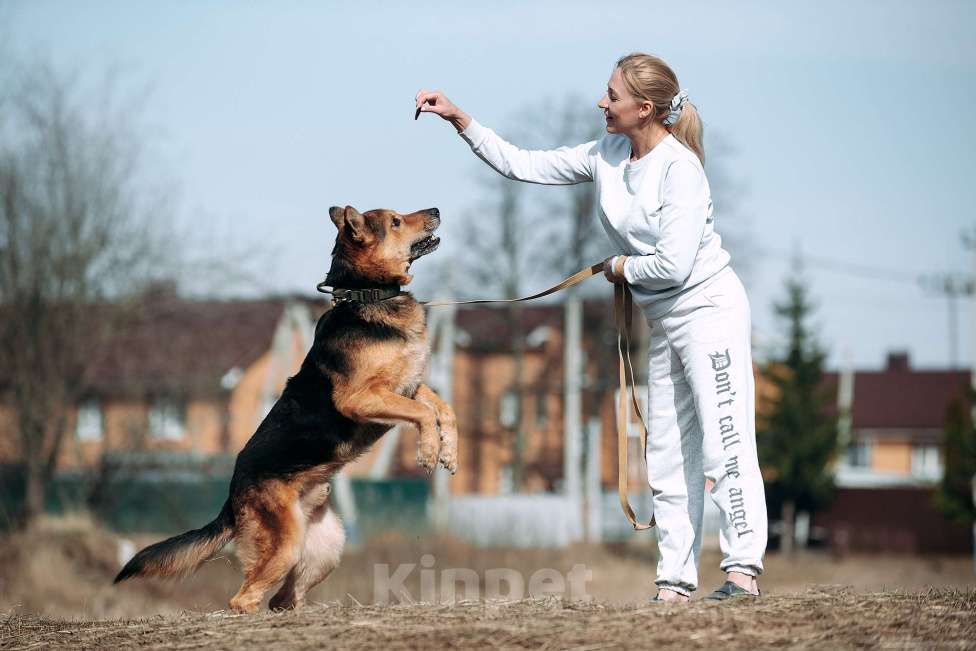 Собаки в Москве: Собака бесплатно Шторм Мальчик, Бесплатно - фото 1