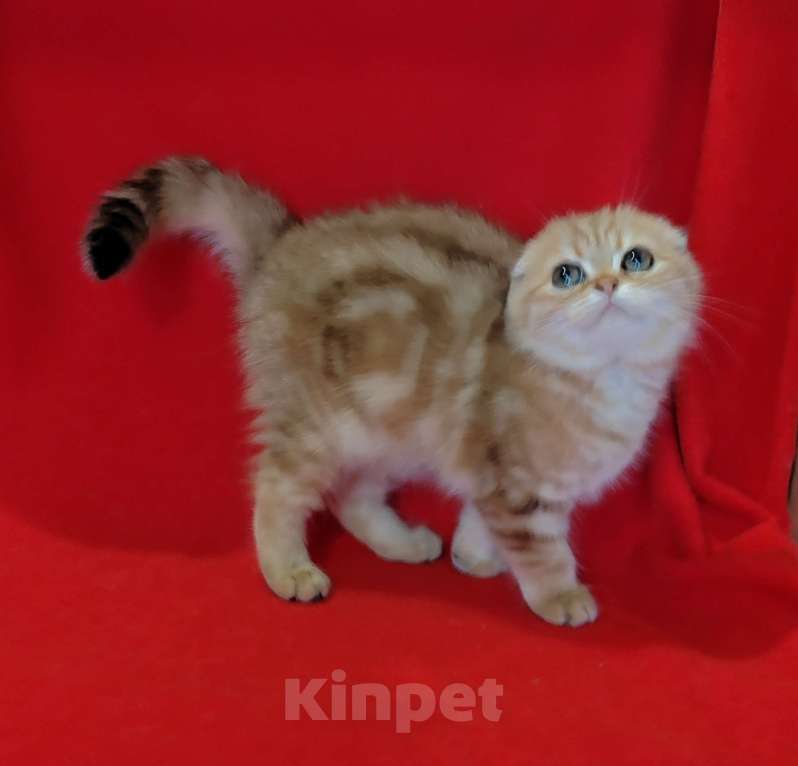 Кошки в Москве: Золотая мраморная вислоухая кошечка Девочка, 20 000 руб. - фото 10