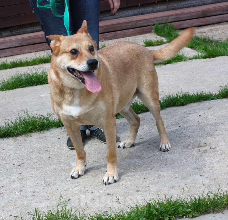 Собаки в Москве:  Рыжик ищет своих людей - ШАНС на дом Мальчик, Бесплатно - фото 5