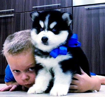 Хаски Щенки Разных окрасов