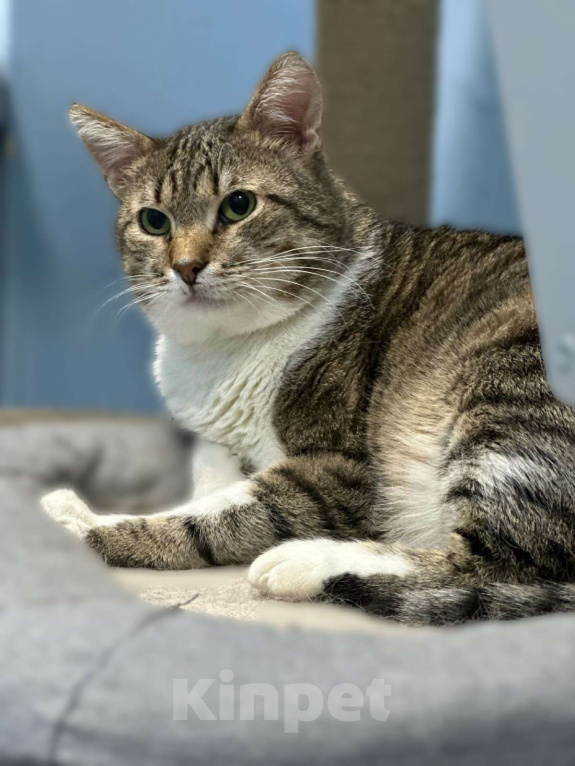 Кошки в Москве: Семен ждёт свою семью Мальчик, Бесплатно - фото 6