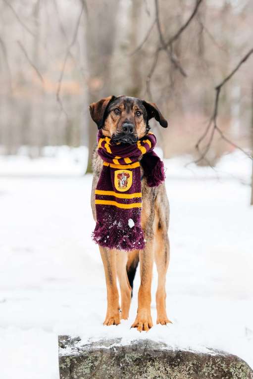 Собаки в Москве: Волшебный Ирвин ищет дом Мальчик, Бесплатно - фото 7