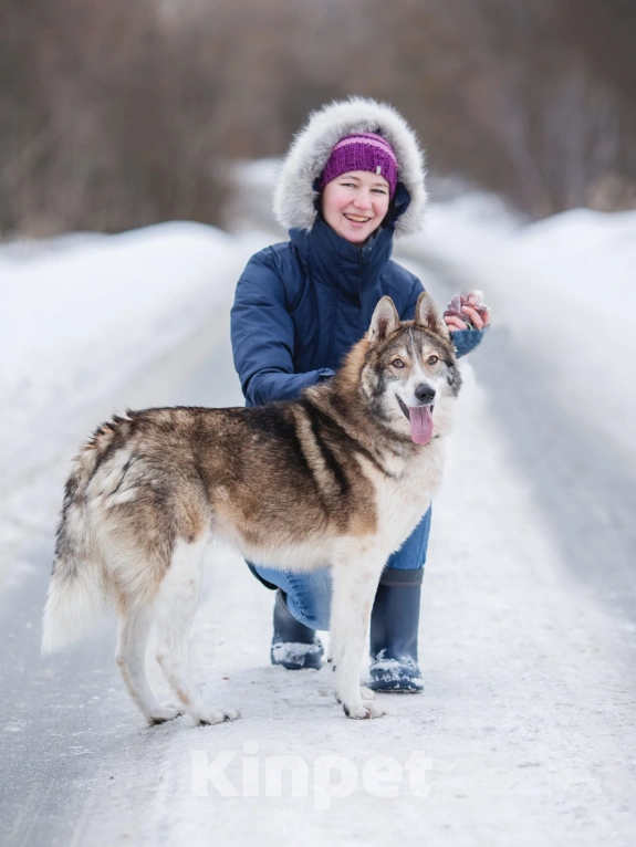 Собаки в Москве: Доцент ищет дом  Мальчик, Бесплатно - фото 2