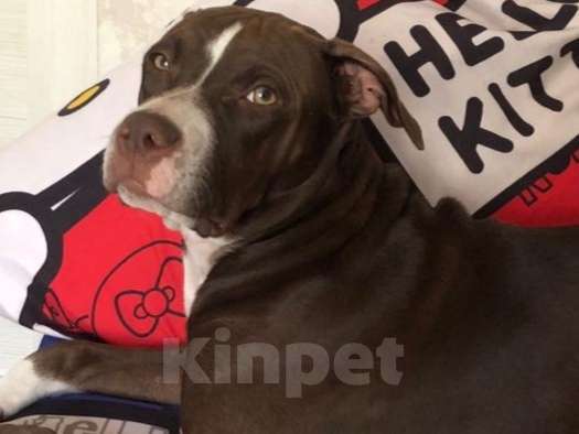 Собаки в Шахте: Питбуль девочки  Девочка, 20 000 руб. - фото 3