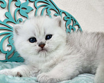 Кошки в Люберцах: Очаровательные малыши в серебристой шубке Мальчик, 35 000 руб. - фото 2