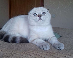 Кошки в Саратове: Котики фолдики, 15 000 руб. - фото 1