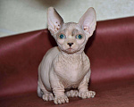 Кошки в Ливны: Кошечка бамбино, 45 000 руб. - фото 3