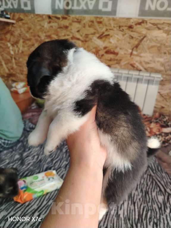 Собаки в Казани: Мини чау-чау Девочка, 6 000 руб. - фото 6