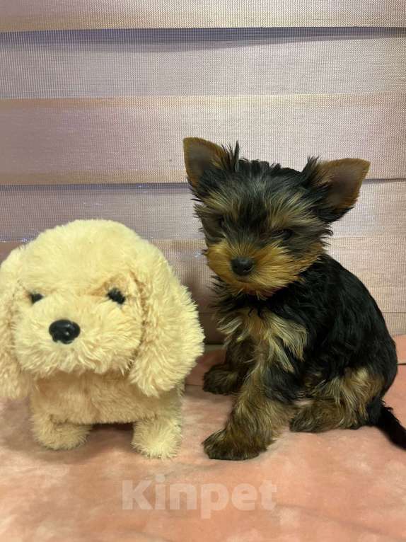 Собаки в других городах Московской области: Нона Девочка, 80 000 руб. - фото 2