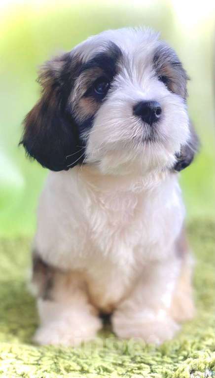 Собаки в Сергиеве Посаде: Симпатяга - Мальчик кавашон Мальчик, 60 000 руб. - фото 1