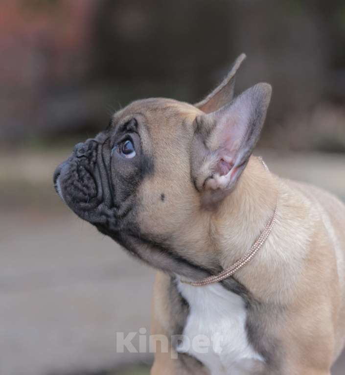 Собаки в Москве: Щенки французского бульдога Мальчик, 80 000 руб. - фото 5