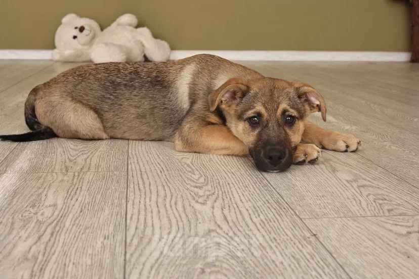 Собаки в Москве: Мальчик Ковбой ищет семью Мальчик, Бесплатно - фото 2