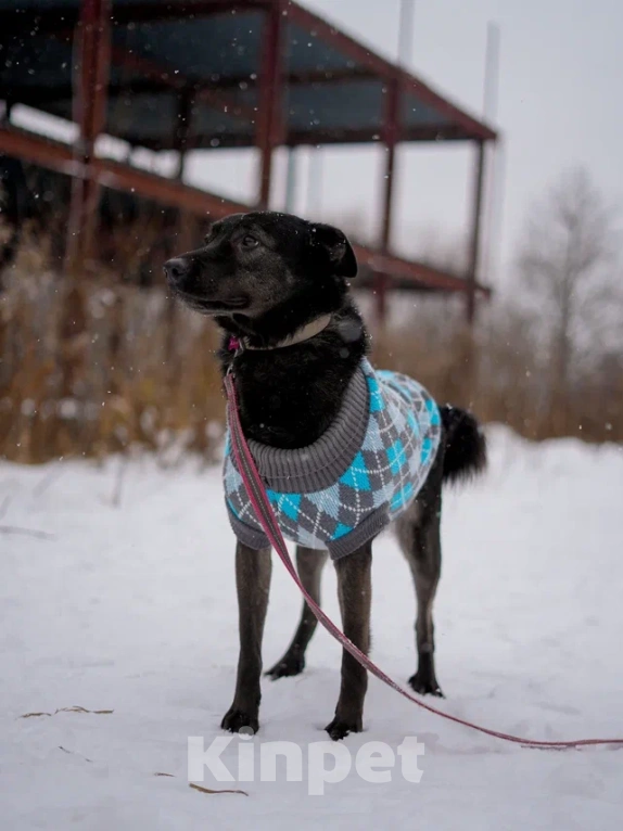 Собаки в Королеве: Аля ищет дом Девочка, Бесплатно - фото 3
