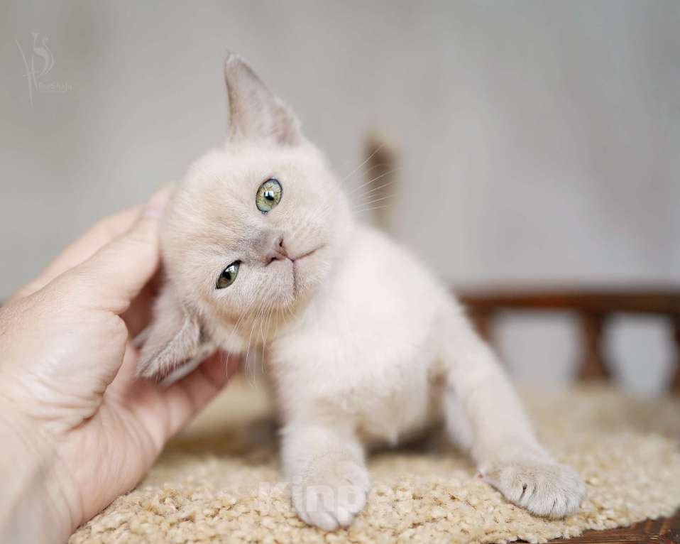 Кошки в Москве: Европейская Бурма лиловый Мальчик Мальчик, 85 000 руб. - фото 3