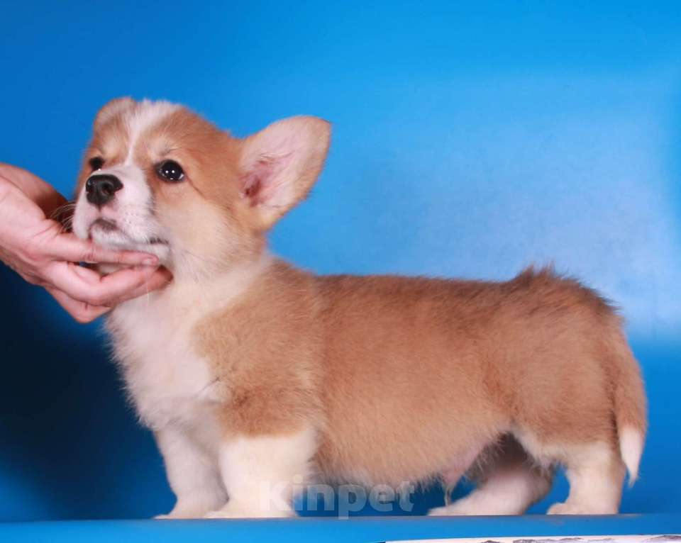 Собаки в Москве: вельш корги пемброк щенок от чемпиона Мальчик, 80 000 руб. - фото 9